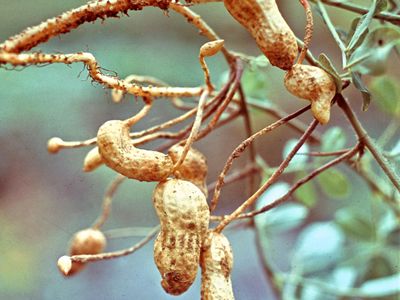 Peanut (Arachis hypogaea)