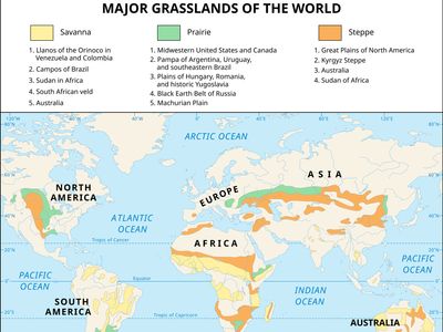 Grassland regions: savanna, prairie, and steppe