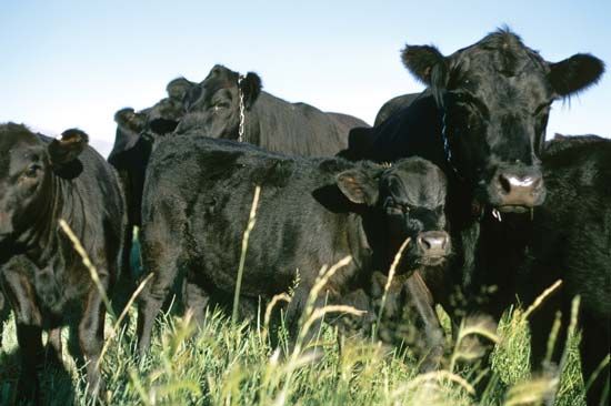 Black Angus cattle.