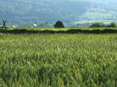 field of rye