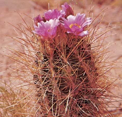 barrel cactus
