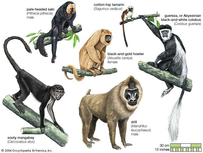 monkeys
