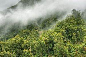 Tropical rainforest