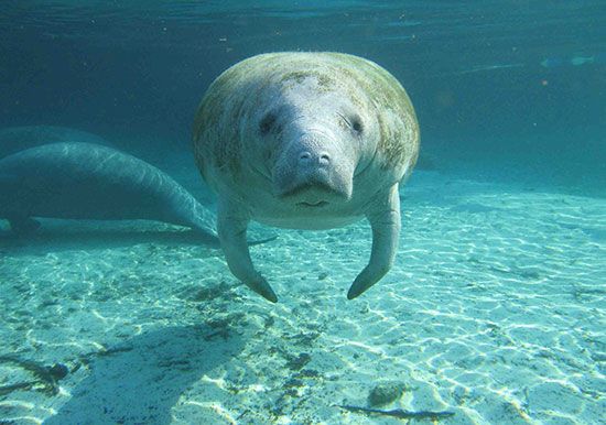Florida manatee
