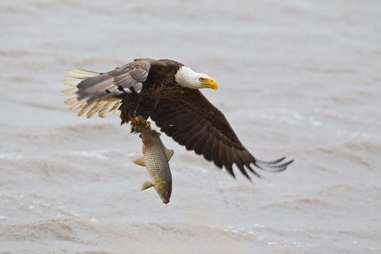 Blackwater National Wildlife Refuge